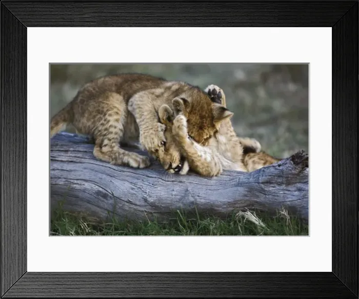 Framed Print : Lion cubs playing