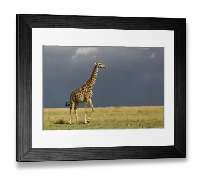 Framed Print : Giraffe and stormy sky, Giraffa camelopardalis tippelskirchi, Masai Mara Game Reserve Framed Print : Giraffe and stormy sky, Giraffa camelopardalis tippelskirchi, Masai Mara Game Reserve