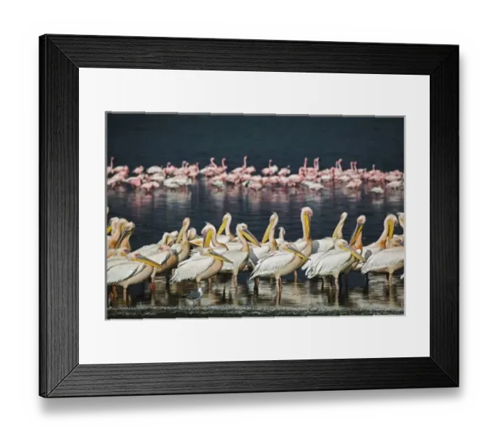 Framed Print : White Pelicans Framed Print : White Pelicans