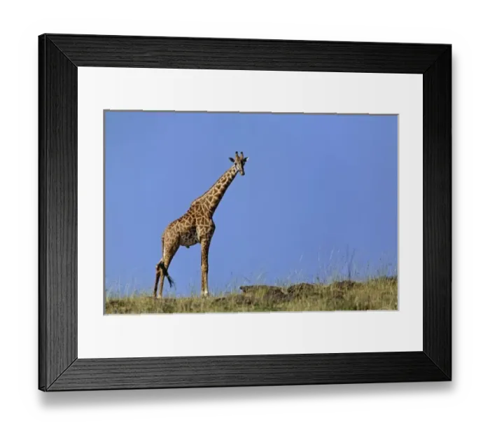 Framed Print : Giraffe, on ridge against blue sky, Giraffa camelopardalis tippelskirchi, Masai Mara Game Reserve Framed Print : Giraffe, on ridge against blue sky, Giraffa camelopardalis tippelskirchi, Masai Mara Game Reserve