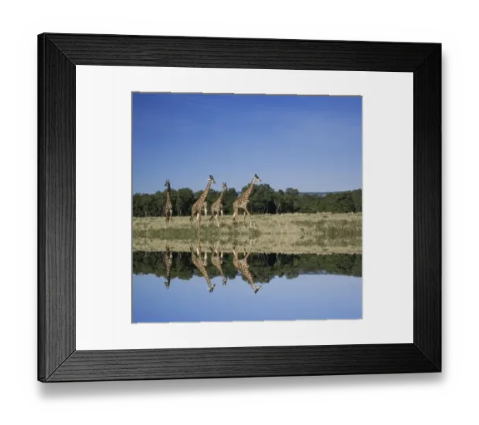 Framed Print : Masai Giraffes, Giraffa camelopardalis, Masai Mara, Kenya, Digital Composite Framed Print : Masai Giraffes, Giraffa camelopardalis, Masai Mara, Kenya, Digital Composite