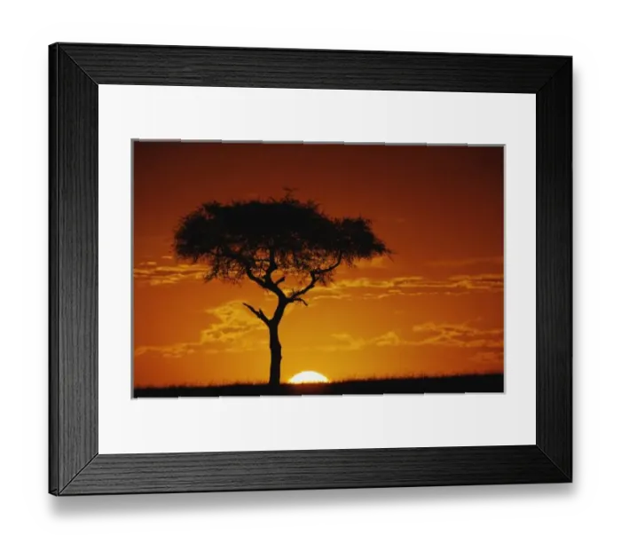 Framed Print : Umbrella Thorn Acacia, Acacia tortilis, silhouetted at sunrise, Masai Mara Game Reserve