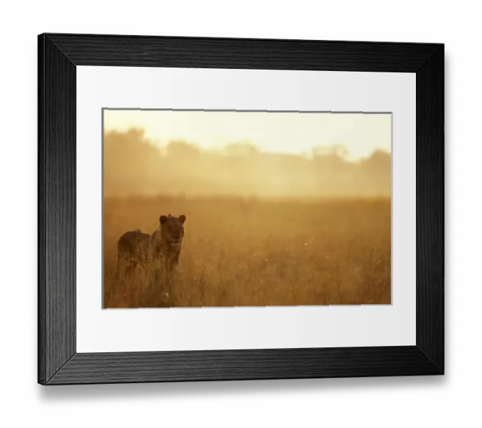 Framed Print : Africa, Botswana, Moremi Game Reserve, Male Lion (Panthera leo) walking in tall grass Framed Print : Africa, Botswana, Moremi Game Reserve, Male Lion (Panthera leo) walking in tall grass
