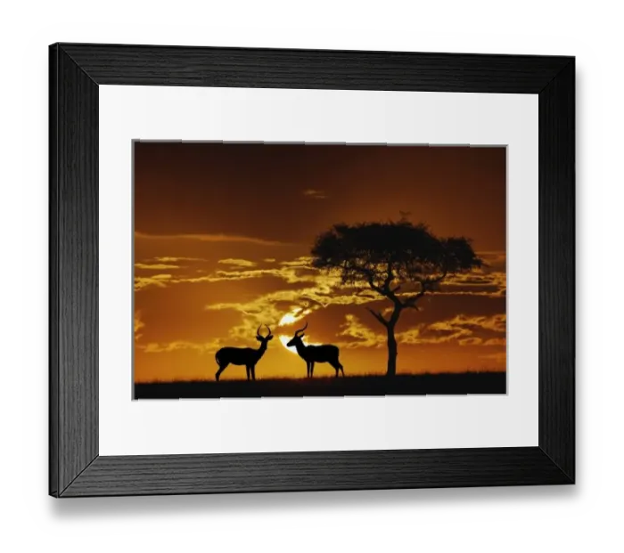 Framed Print : Umbrella Thorn Acacia, Acacia tortilis, and two male Impala, Aepyceros melampus silhouetted