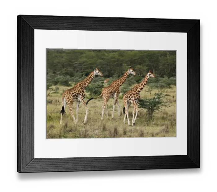 Framed Print : Trio of Rothschild s Framed Print : Trio of Rothschild s