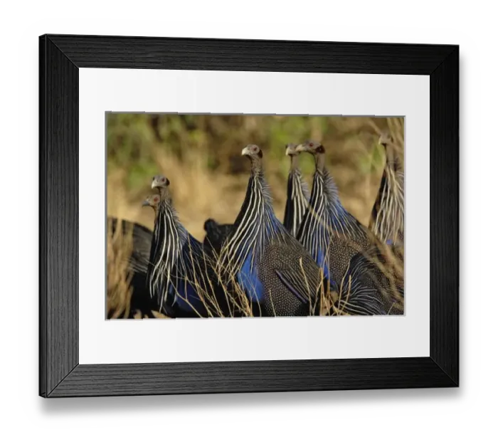 Framed Print : Africa, Kenya Framed Print : Africa, Kenya