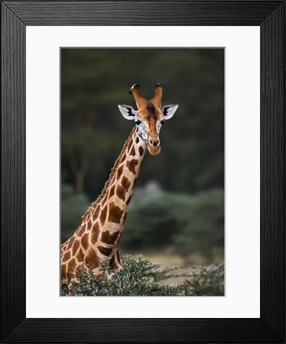 Framed Print : Rothschilds Giraffe, Lake Nakuru National Park, Kenya. Giraffa camelopardalis