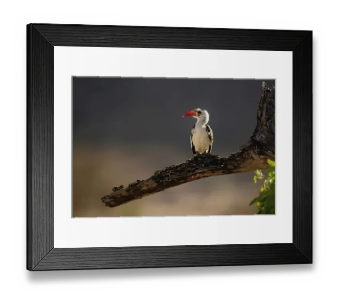 Framed Print : Red-billed Hornbill, Tockus erythrochynchus, Samburu Game Reserve, Kenya, Africa