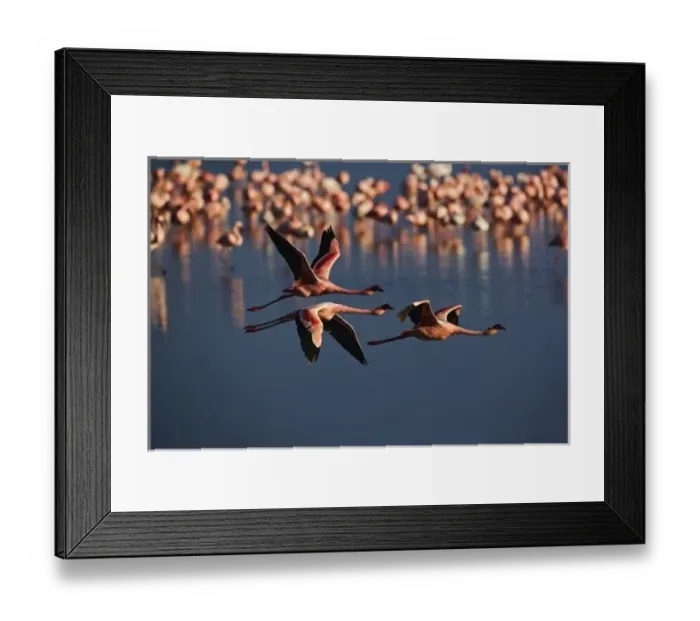 Framed Print : Trio of Lesser Flamingos in flight, Lake Nakuru National Park, Kenya. Phoenicopterus Framed Print : Trio of Lesser Flamingos in flight, Lake Nakuru National Park, Kenya. Phoenicopterus
