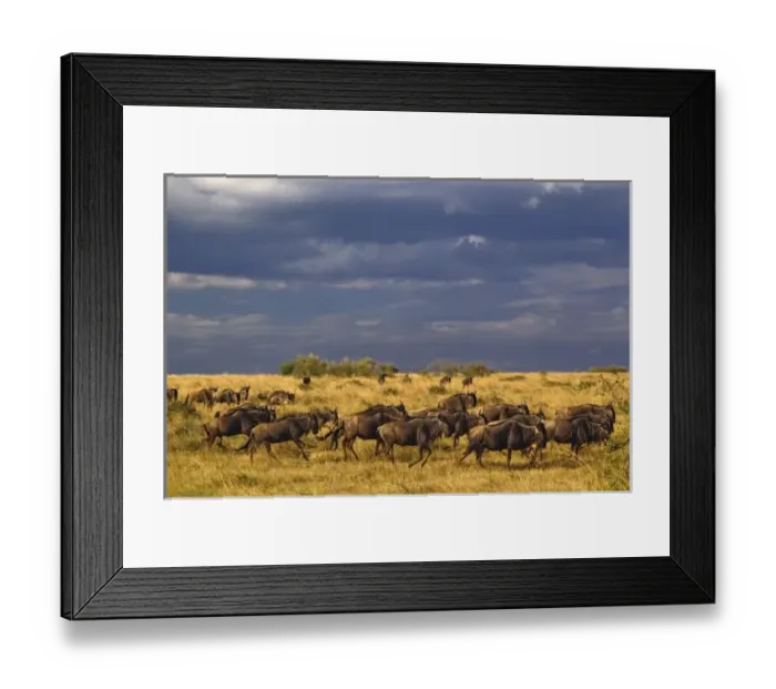 Framed Print : Wildebeest migration and storm clouds, Connochaetes taurinus, Masai Mara Game Reserve Framed Print : Wildebeest migration and storm clouds, Connochaetes taurinus, Masai Mara Game Reserve
