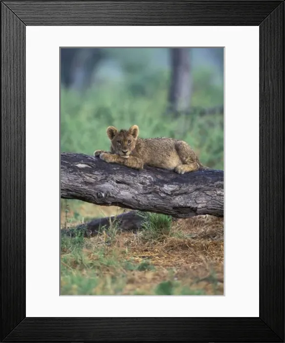 Framed Print : Botswana, Moremi Game Reserve, Lion cub (Panthera leo) sits on tree branch after Framed Print : Botswana, Moremi Game Reserve, Lion cub (Panthera leo) sits on tree branch after