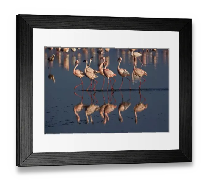 Framed Print : Lesser Flamingos displaying, Lake Nakuru National Park, Kenya. Phoenicopterus minor