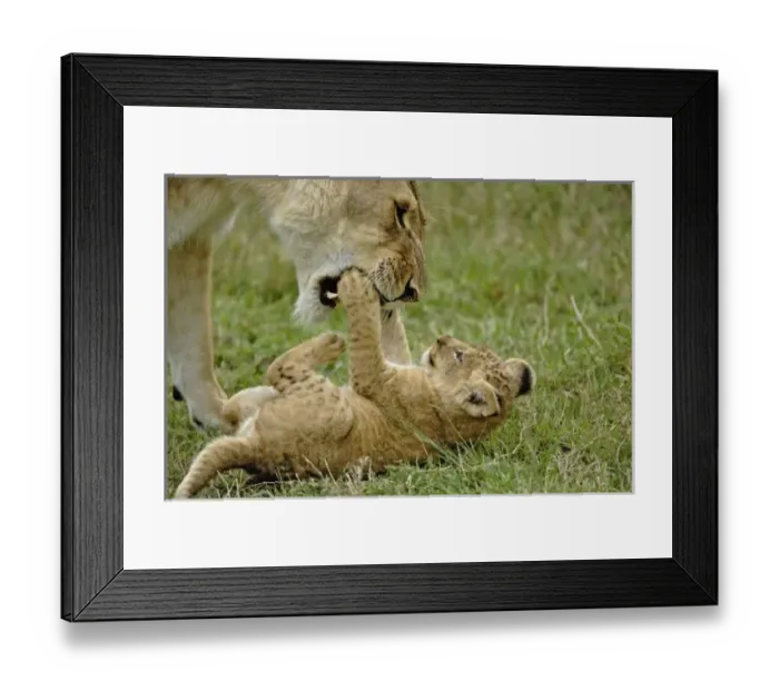 Framed Print : Africa, Kenya Framed Print : Africa, Kenya