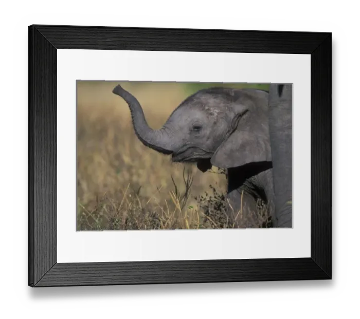 Framed Print : Botswana, Chobe Framed Print : Botswana, Chobe