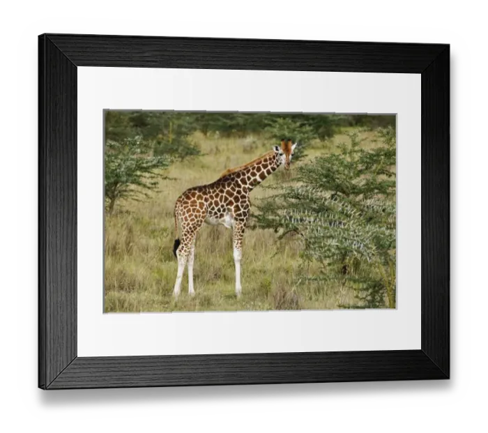 Framed Print : Rothschilds Giraffe Framed Print : Rothschilds Giraffe