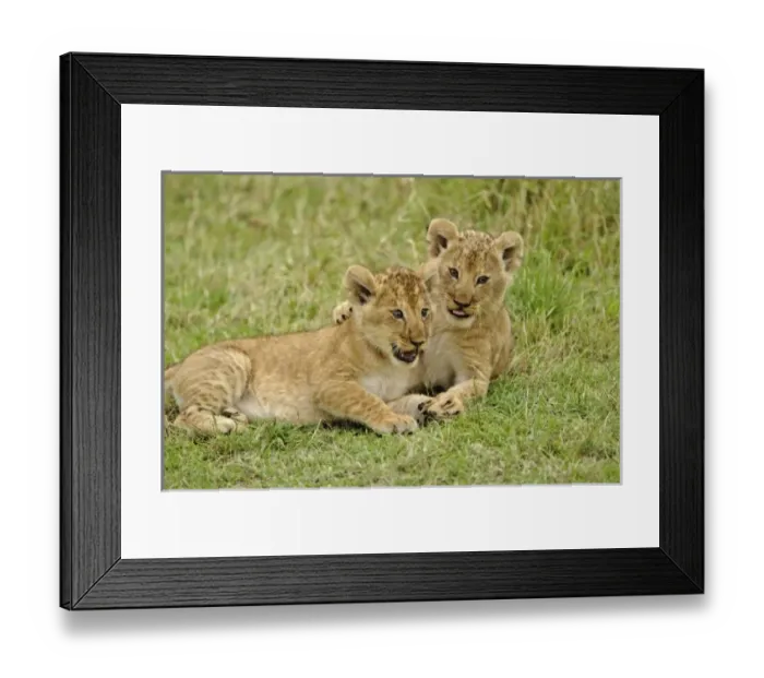 Framed Print : Pair of lion cubs