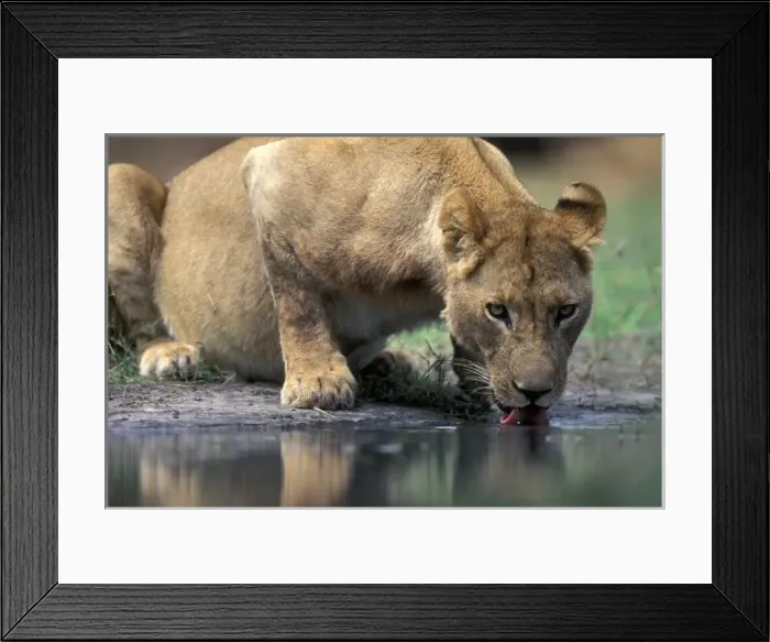 Framed Print : Botswana, Moremi Framed Print : Botswana, Moremi