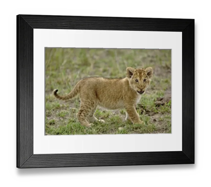 Framed Print : Africa, Kenya