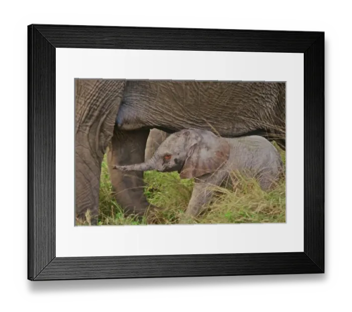 Framed Print : Africa, Kenya wildlife Framed Print : Africa, Kenya wildlife
