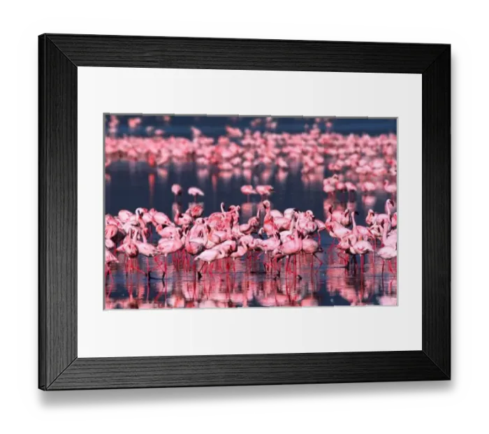 Framed Print : Lesser Flamingos (Phoeniconaias minor), Africa, Kenya, Lake Nakuru Framed Print : Lesser Flamingos (Phoeniconaias minor), Africa, Kenya, Lake Nakuru