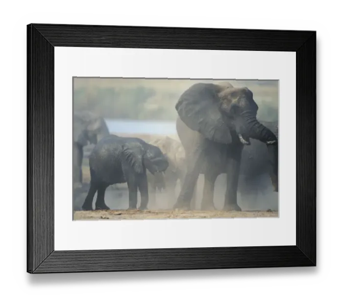 Framed Print : Botswana, Chobe National Park, Elephant herd (Loxodonta africana) raises cloud of