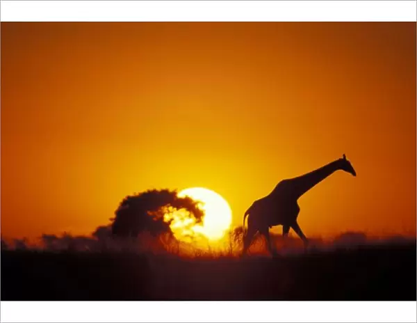Africa, Botswana, Chobe National Park, Giraffe (Giraffa camelopardalis) walks past