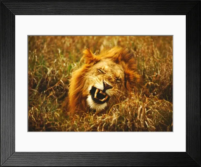 Framed Print : Africa, Kenya, Msai Mara. Male lion. Wild (panthera leo) Framed Print : Africa, Kenya, Msai Mara. Male lion. Wild (panthera leo)