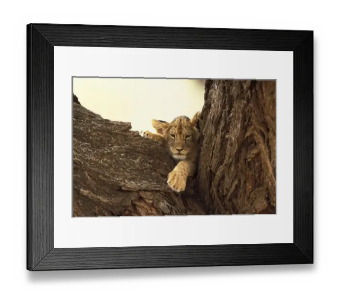 Framed Print : Kenya, Samburu National Game Reserve. Lion cub in tree (Panthera leo)