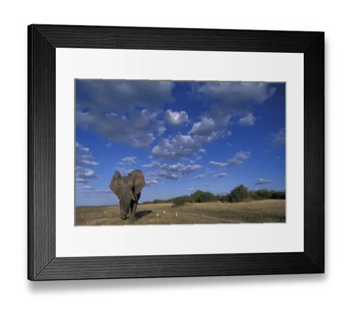 Framed Print : Botswana, Chobe National Park, Charging Elephant (Loxodonta africana) along banks Framed Print : Botswana, Chobe National Park, Charging Elephant (Loxodonta africana) along banks