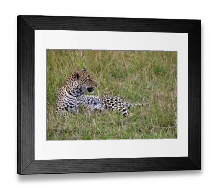 Framed Print : Leopard (Panthera