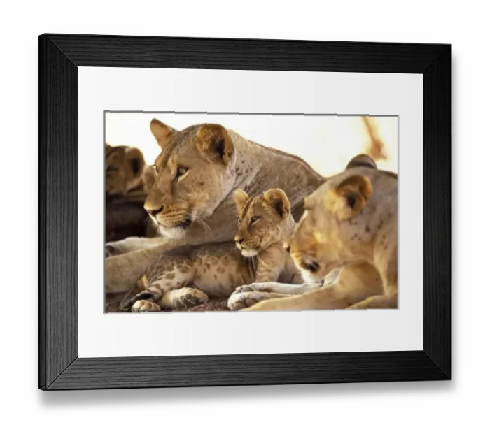 Framed Print : Kenya, Samburu National Game Reserve. Lion cub among female lions (Panthera leo) Framed Print : Kenya, Samburu National Game Reserve. Lion cub among female lions (Panthera leo)