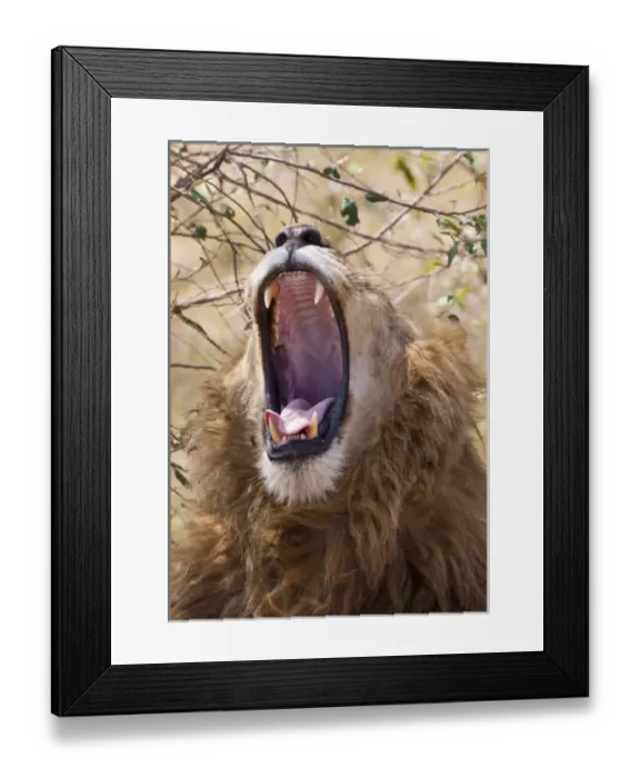 Framed Print : Male Lion (Panthera Framed Print : Male Lion (Panthera