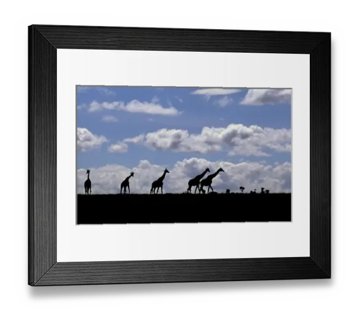 Framed Print : Africa, Kenya, Masai Mara. Giraffes (Giraffa camelopardalis) silhouetted against the sky Framed Print : Africa, Kenya, Masai Mara. Giraffes (Giraffa camelopardalis) silhouetted against the sky