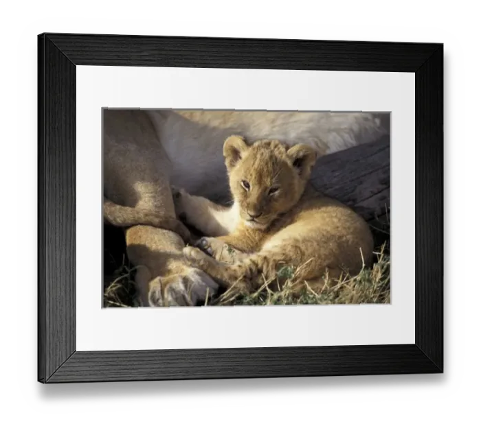 Framed Print : Africa, Kenya Framed Print : Africa, Kenya