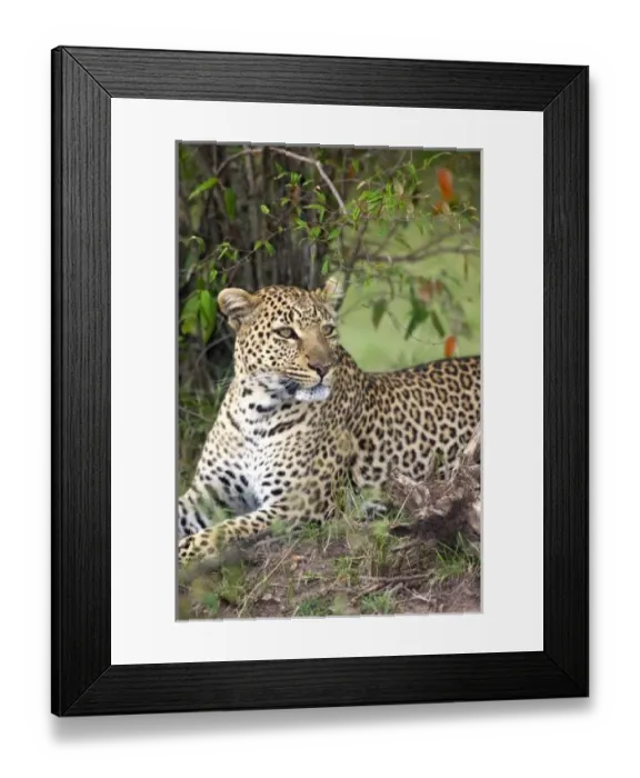 Framed Print : Leopard (Panthera
