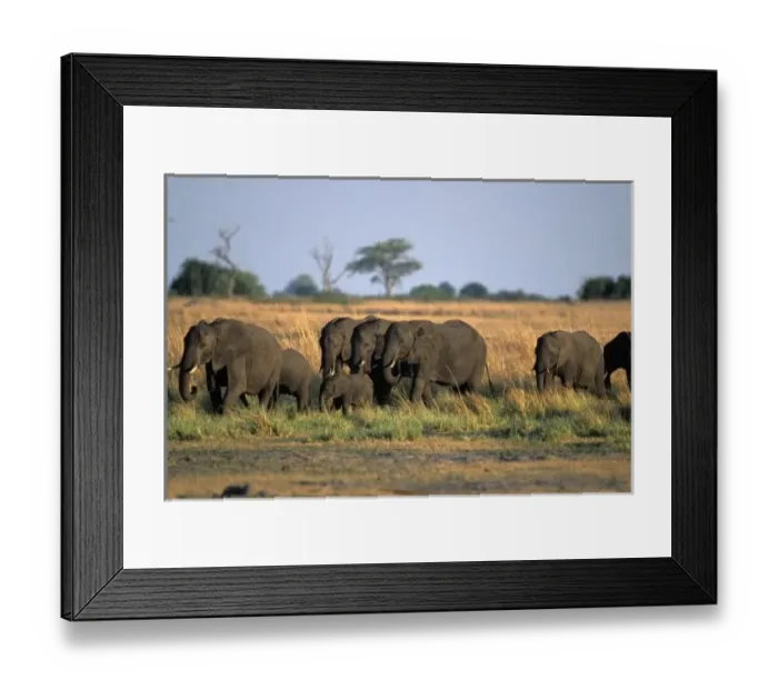 Framed Print : Africa, Botswana