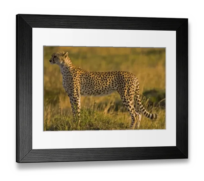 Framed Print : Cheetah (Acinonyx jubatus) on plain, Masai Mara National Reserve, Kenya Framed Print : Cheetah (Acinonyx jubatus) on plain, Masai Mara National Reserve, Kenya