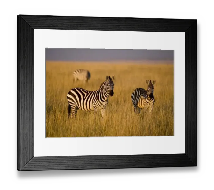 Framed Print : Plains Zebra (Equus quagga) in grass, Masai Mara National Reserve, Kenya