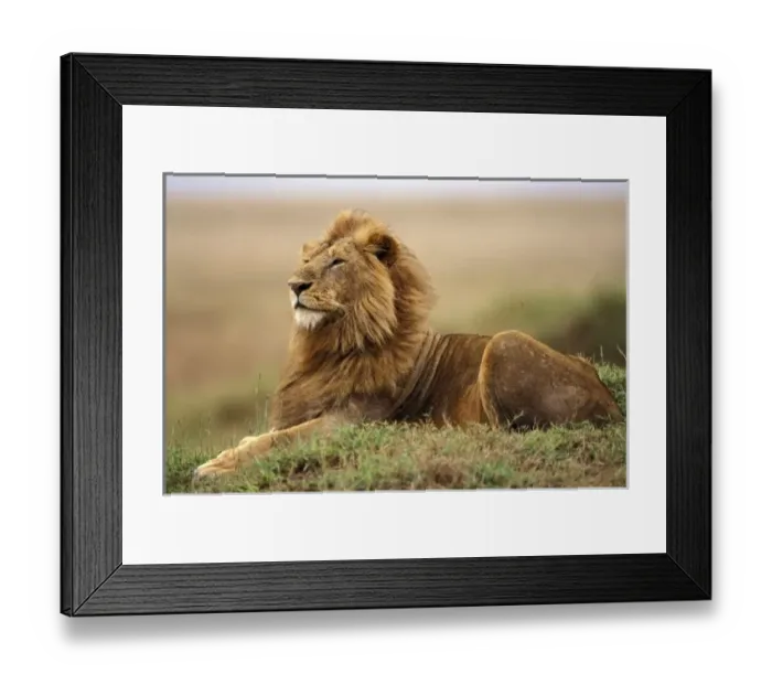 Framed Print : Kenya, Masai Mara