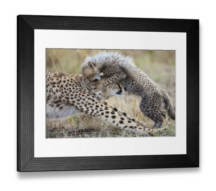 Framed Print : Cheetah (Acinonyx