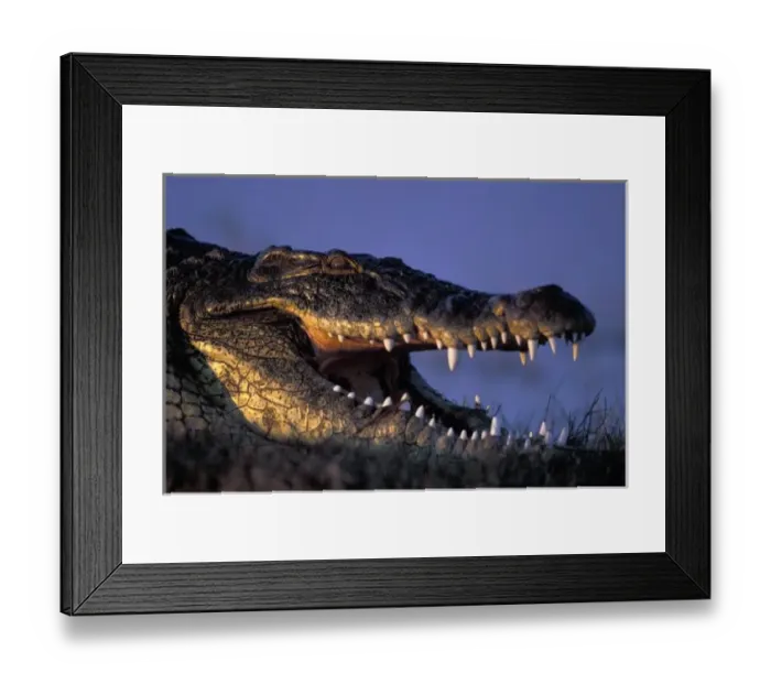 Framed Print : Botswana, Chobe National Park, Nile Crocodile (Crocodylus niloticus) lies along