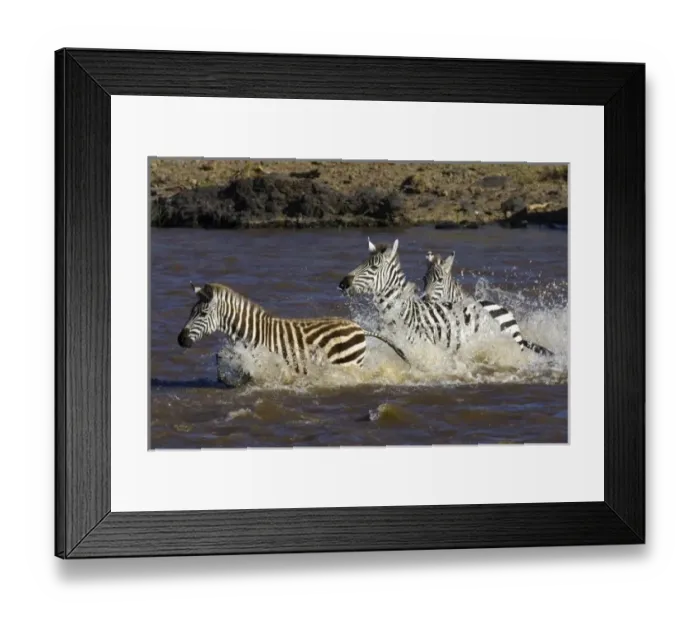 Framed Print : Plains Zebra (Equus Framed Print : Plains Zebra (Equus