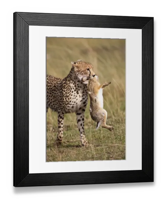 Framed Print : Cheetah (Acinonyx Framed Print : Cheetah (Acinonyx