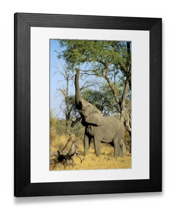 Framed Print : Africa, Botswana Framed Print : Africa, Botswana