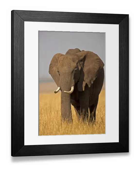 Framed Print : African Bush Elephant Framed Print : African Bush Elephant