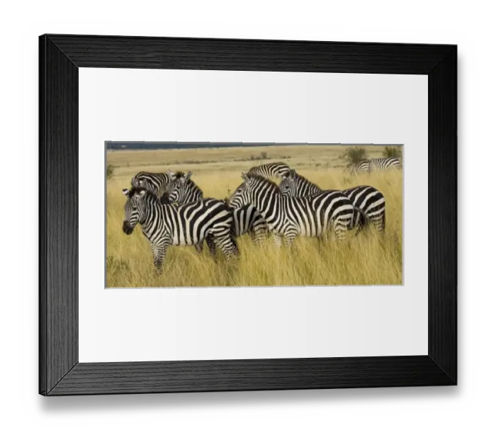 Framed Print : Plains Zebra (Equus Framed Print : Plains Zebra (Equus