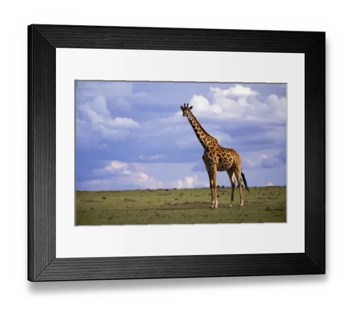 Framed Print : Kenya, Masai Mara Game Reserve. Kenyan Giraffe (Giraffe camelopardalis tippelskirchi) Framed Print : Kenya, Masai Mara Game Reserve. Kenyan Giraffe (Giraffe camelopardalis tippelskirchi)