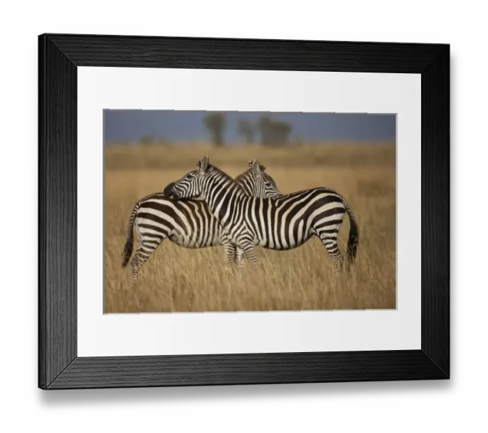 Framed Print : Plains Zebra (Equus quagga) pair grooming, Masai Mara National Reserve, Kenya Framed Print : Plains Zebra (Equus quagga) pair grooming, Masai Mara National Reserve, Kenya