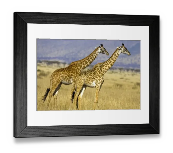 Framed Print : Two Masai Giraffes Framed Print : Two Masai Giraffes