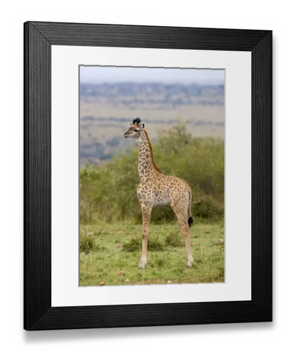 Framed Print : Masai Giraffe (Giraffa Framed Print : Masai Giraffe (Giraffa